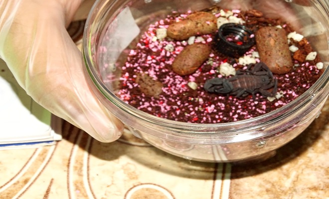 alacrán recuperado por tráfico de especies silvestres