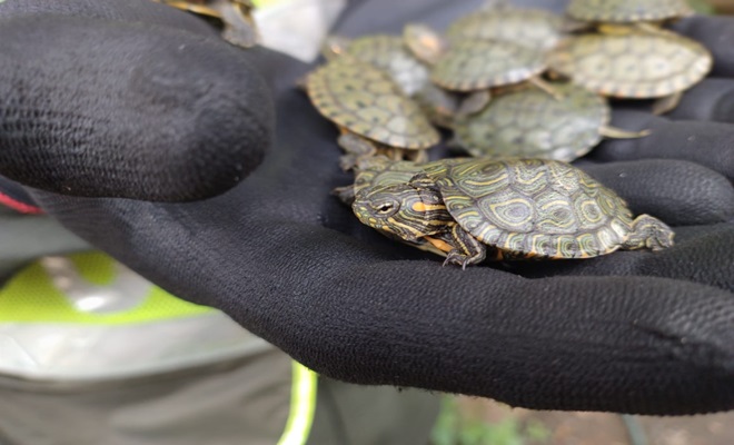 Tortugas rescatadas por policía