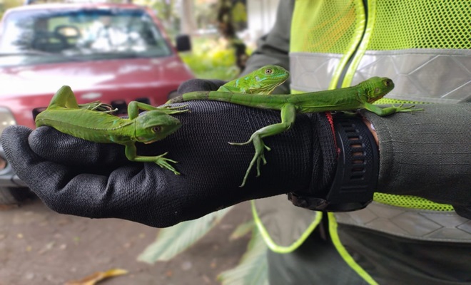 Iguanas rescatadas por policía