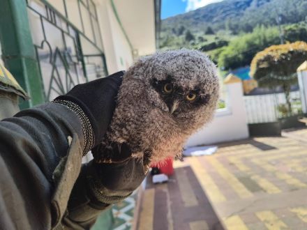 la Seccional de Carabineros y Protección Ambiental de la Policía Nacional en Pasto