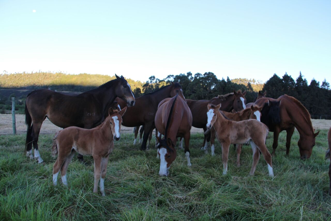 Semillero de los mejores mulares para el servicio de la ciudadanía.