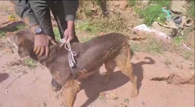  Su dueña llamó a la policía, quienes llegaron rápidamente al lugar