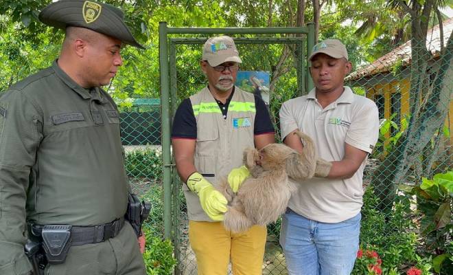 Animales rescatados en Cartagena