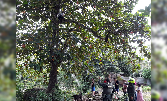 En-Meta-aprehendimos-adolescente-que-trato-de-evitar-su-aprehensión-al-subirse-a-un-árbol