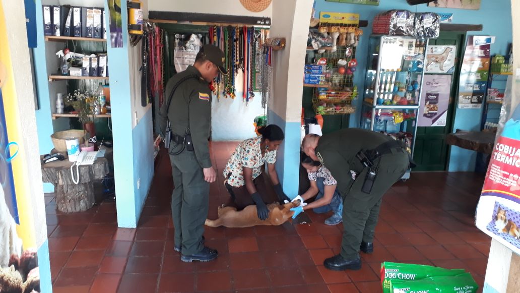 Salvamos a un canino que había sido envenenado 