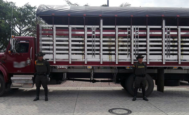 La Policía Nacional-en-el Meta-incautó-80-semovientes-de-dudosa procedencia