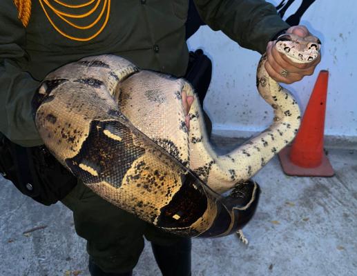 Boa_devuelta_habitad_natural