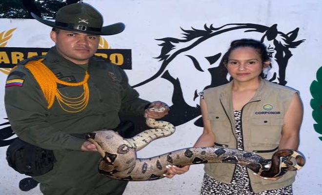 Boa constrictora es devuelta a su habitad natural