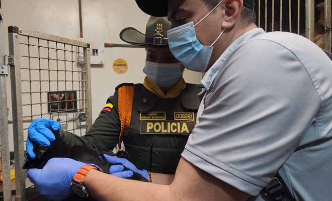 canino incautado por autoridades ambientales