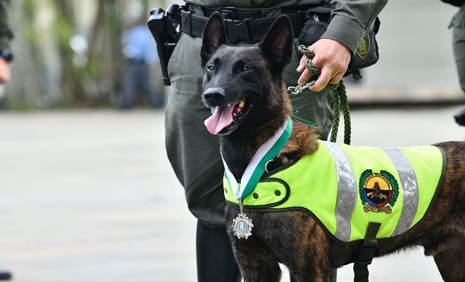 Canino Khasay condecorado por la alcaldía de medellín