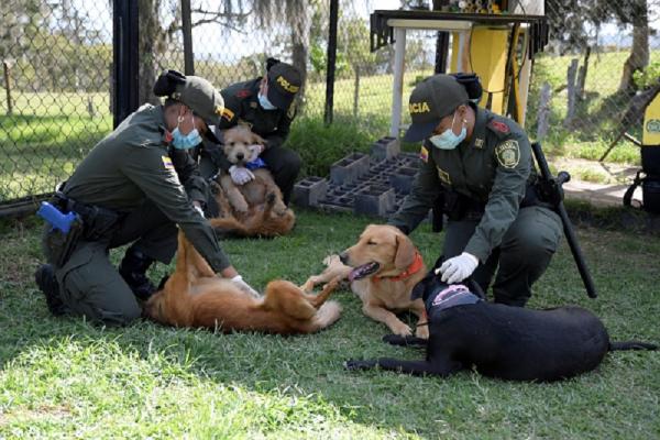 Adopta un canino, gana un amigo