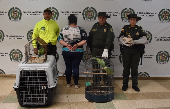 Capturamos femenina por el delito de Aprovechamiento de los Recursos Naturales.