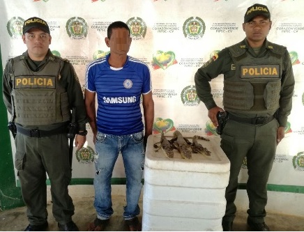 Capturado cuando transportaba tres babillas 