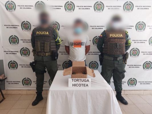 Incautación de 42 crías de tortuga hicotea