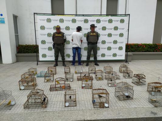 Capturado por incautación de aves