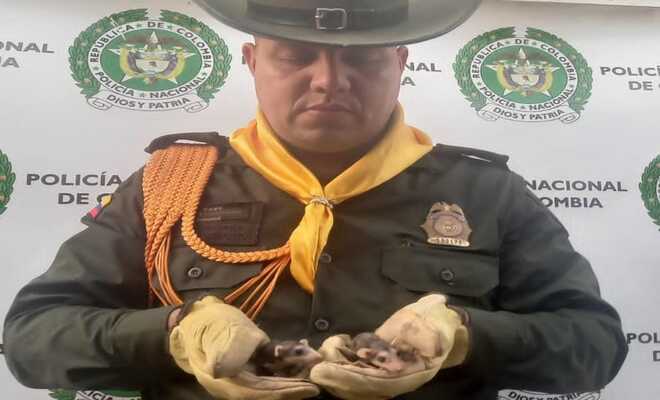 Carabineros, comprometidos con la protección y cuidado de los animales silvestres