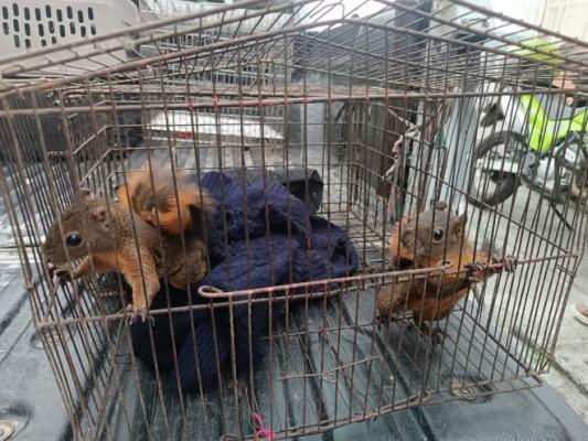 Recuperamos 19 especies de fauna silvestre en operativos antitráfico