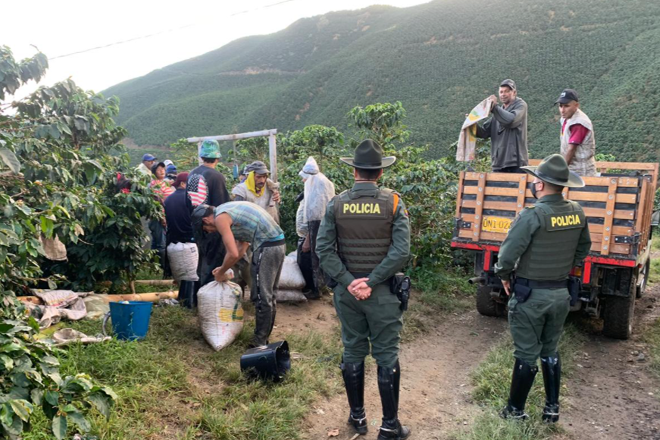 Avanza la cosecha cafetera en Manizales segura y en convivencia