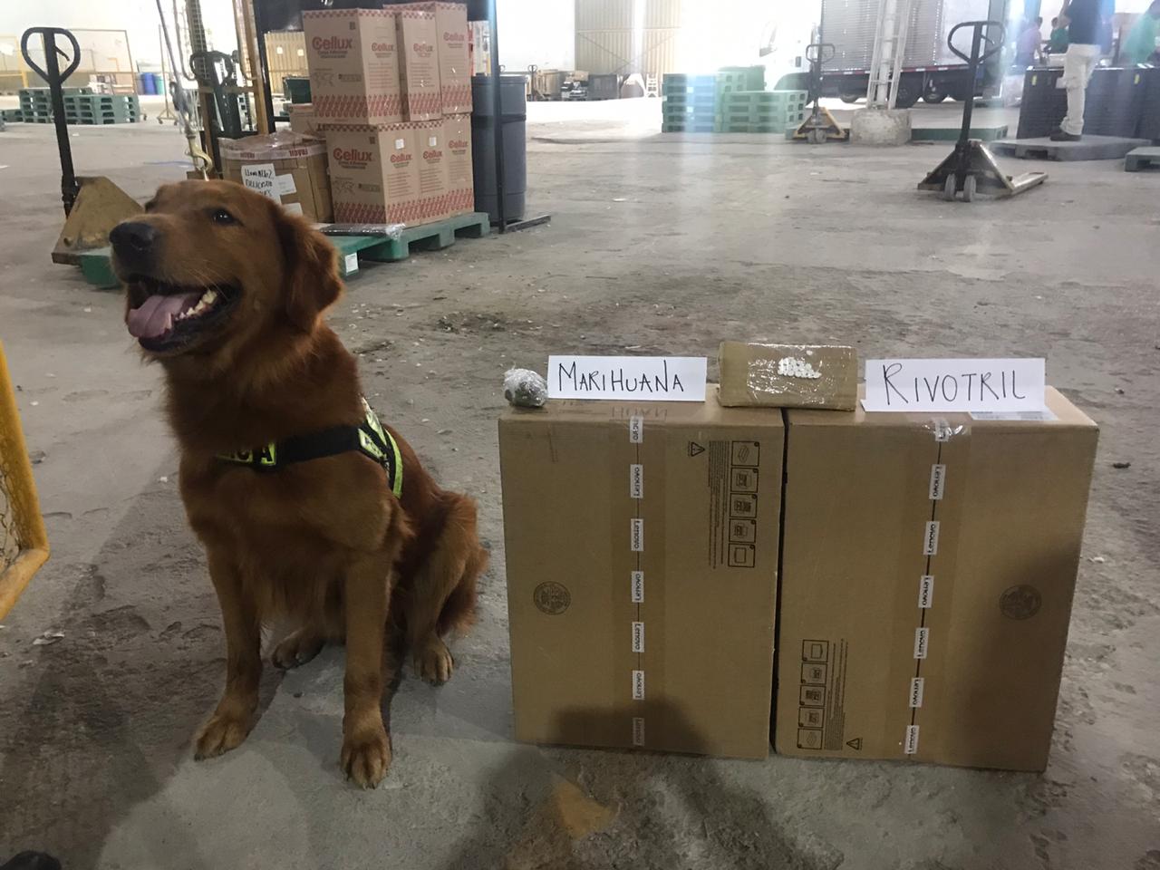 Incautamos sustancias alucinógenas con destino a la cárcel de Acacías-Meta