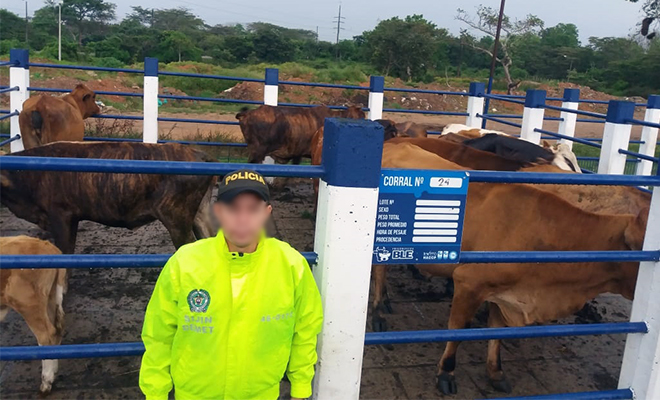 En-Puerto López-El-que-la hace-la paga-deja-la-recuperación-de-13-cabezas-de-ganado