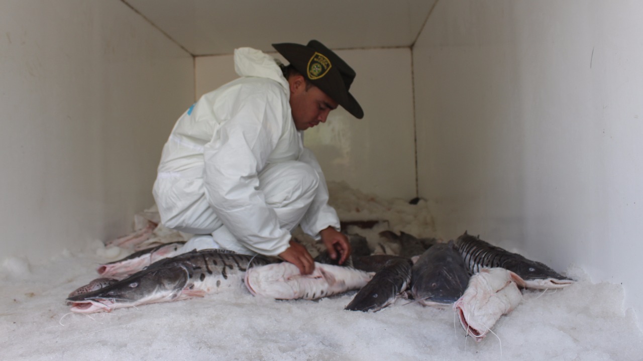 Control_veda_de_bagre