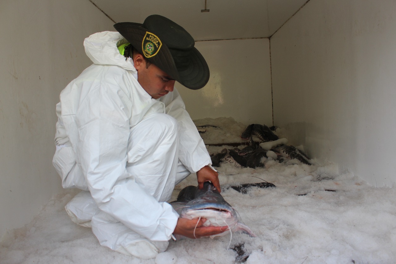 Control_veda_de_bagre__