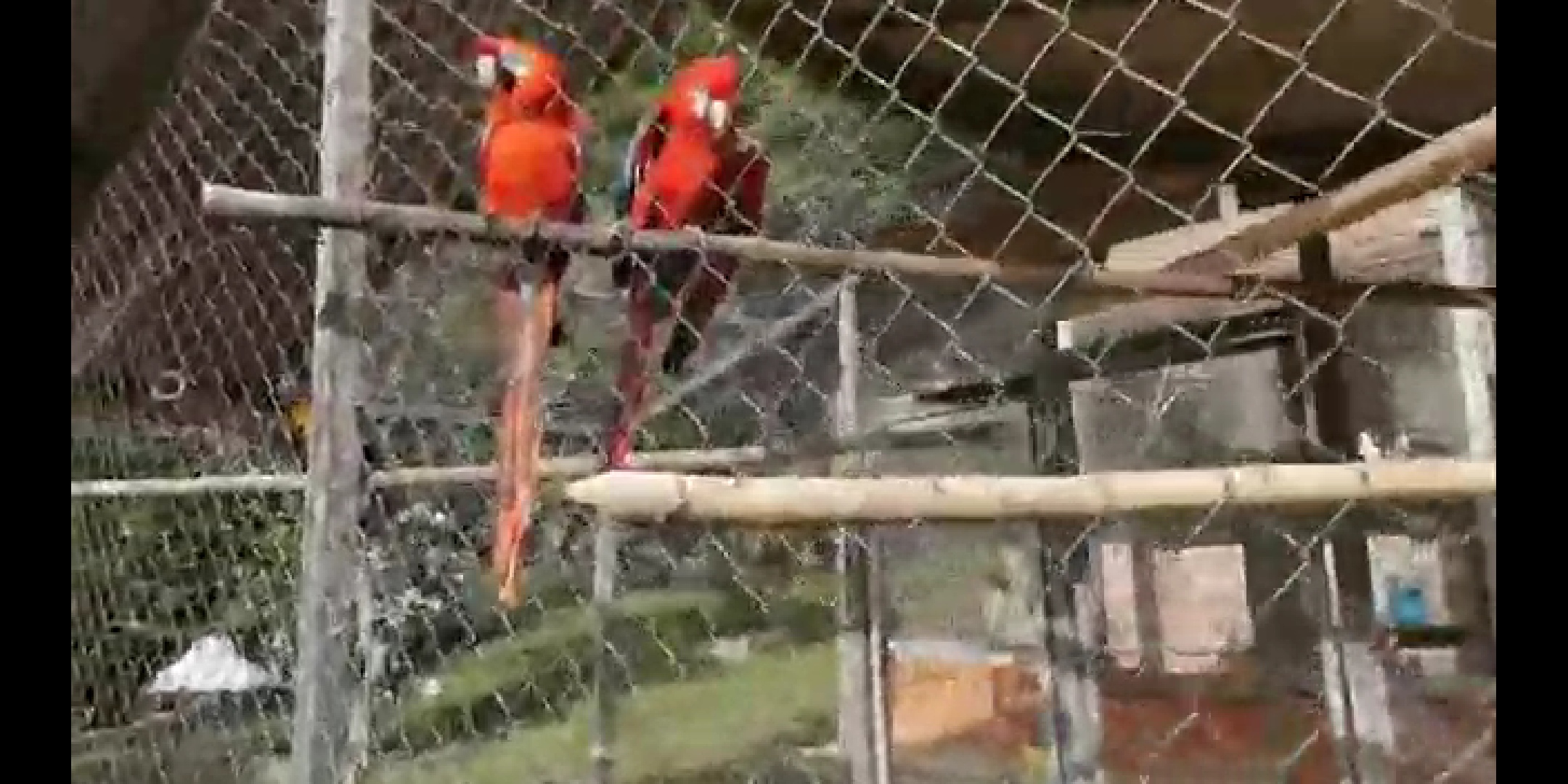 Contundente golpe contra el tráfico ilegal de la biodiversidad2