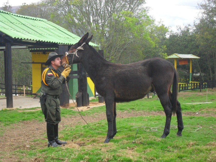 Criadero Mular Santa Rosa