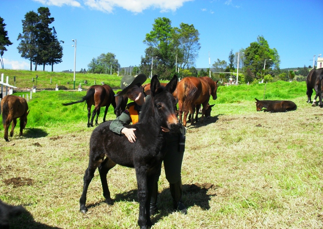 Criadero Mular Santa Rosa
