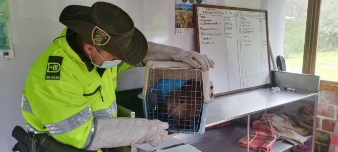 Cuidan animales en Nariño