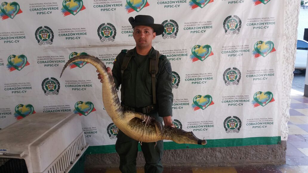 En-operativos-fueron-rescatadas-32-especies-animales-en-vía-de-extinción.-1