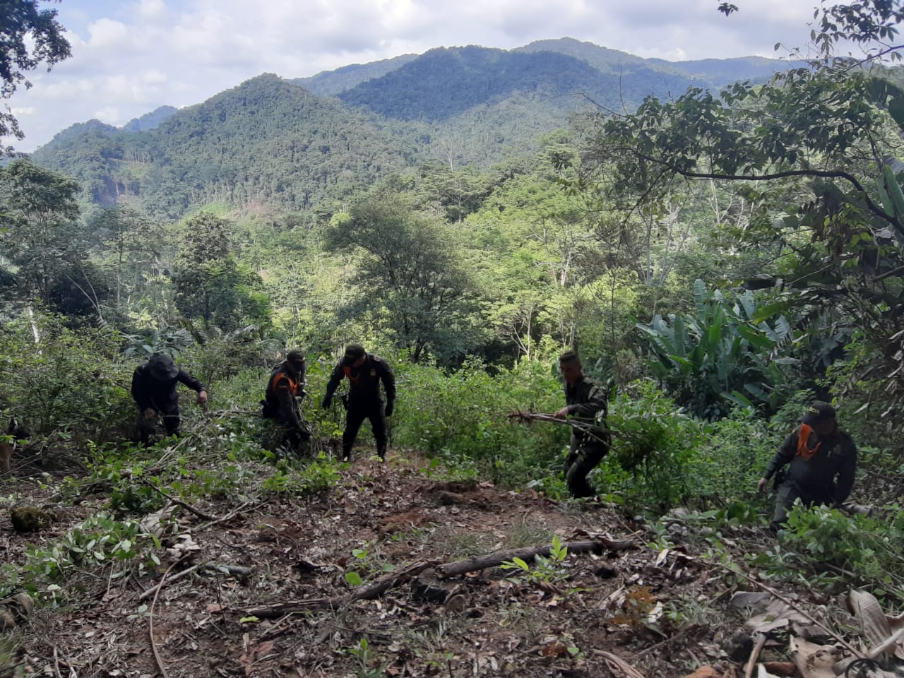 Se erradicaron más de 3000 plantas de coca.