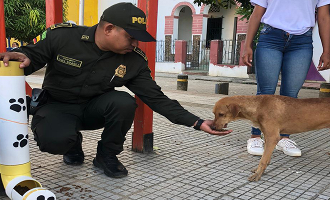 El objetivo es no desamparar a estos animales, que por falta de un hogar, están a merced de la calle sin comida