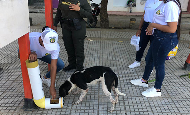 El objetivo es no desamparar a estos animales, que por falta de un hogar, están a merced de la calle sin comida