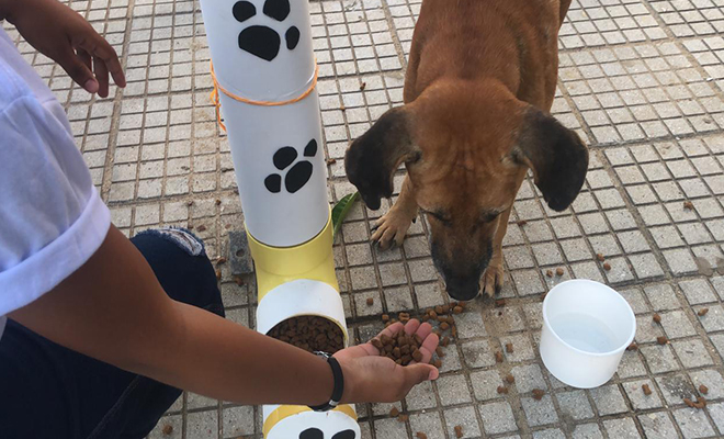 El objetivo es no desamparar a estos animales, que por falta de un hogar, están a merced de la calle sin comida