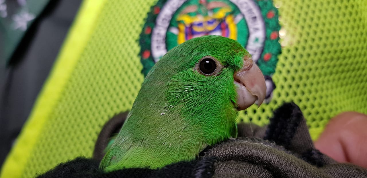 Entre-las-aves-protegidas-se-encuentran-canarios-castizos-pericos-y-cascabelitos-en-amenaza-de-extinción 