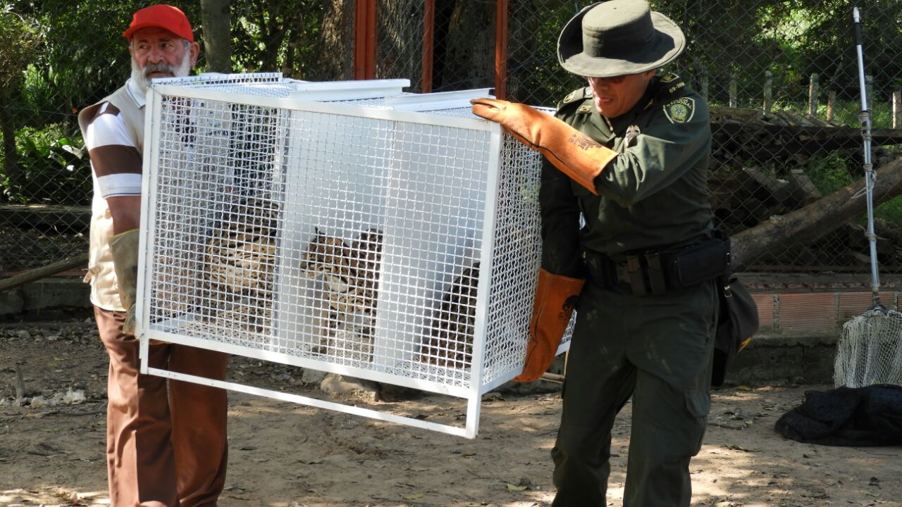 en-el-municipio-de-el-zulia-21-especies-silvestres-fueron-salvaguardados