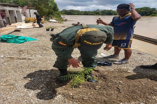 En-articulación-con-la-comunidad-sembramos-170-arboles-en-Paimadó.