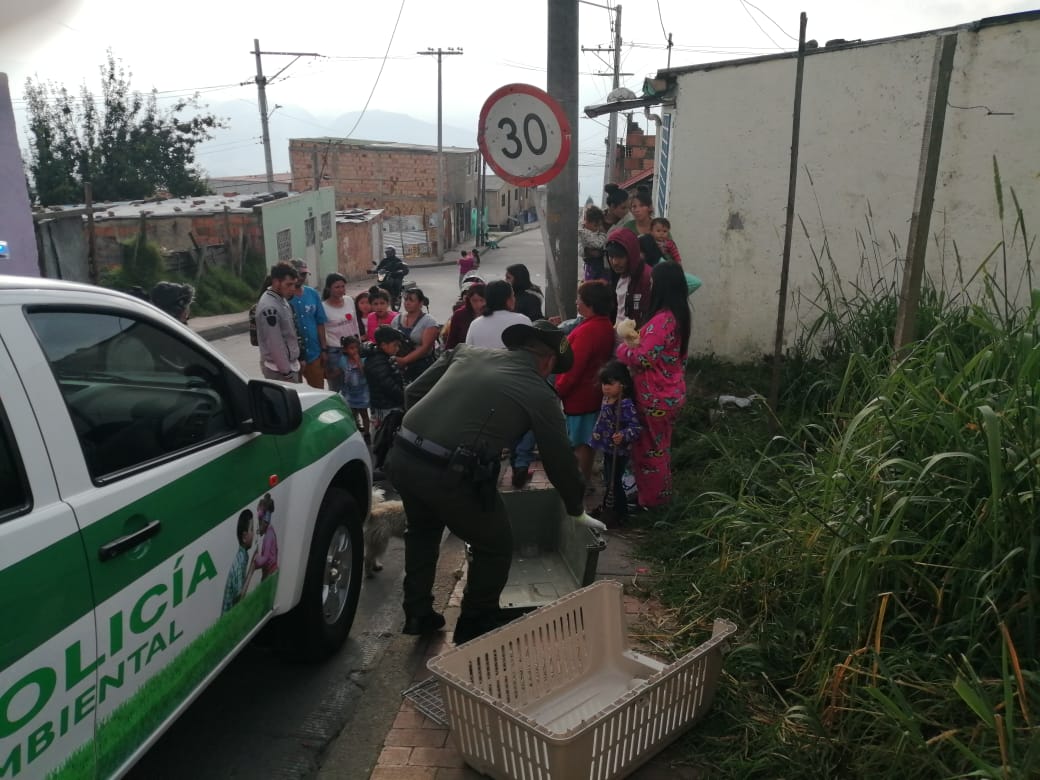 En Bogotá rescatamos un canino que fue víctima de maltrato animal