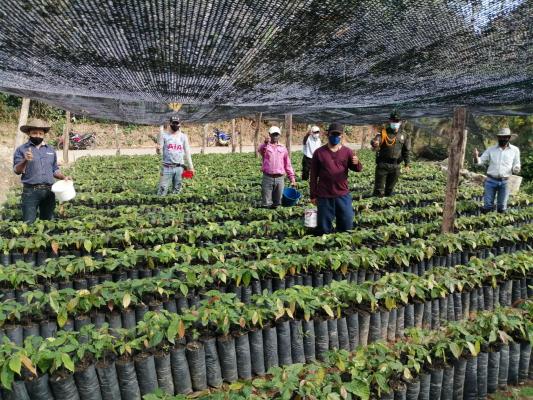 En_Coromoro_entregamos_10_mil_plántulas_de_cacao_a_familias_campesinas_3