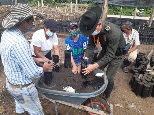 En_Coromoro_entregamos_10_mil_plántulas_de_cacao_a_familias_campesinas_4