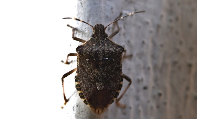 Trypanosoma cruzi, transmitido por los chinches