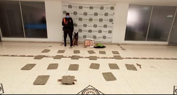 Bajo un árbol y por encomienda traficantes de droga pretendían lograr sus negros propósitos.