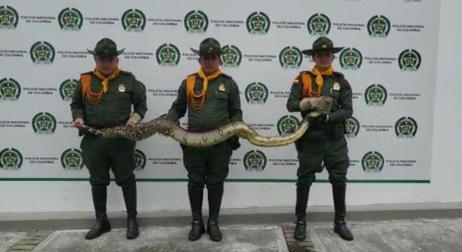 Ocho especies fueron rescatadas en Ibagué