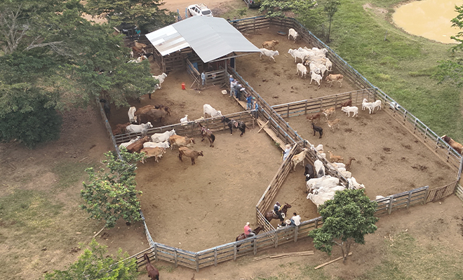 Afectadas las finanzas criminales de una organización narcotraficante que producía cocaína en Cundinamarca y Guaviare.