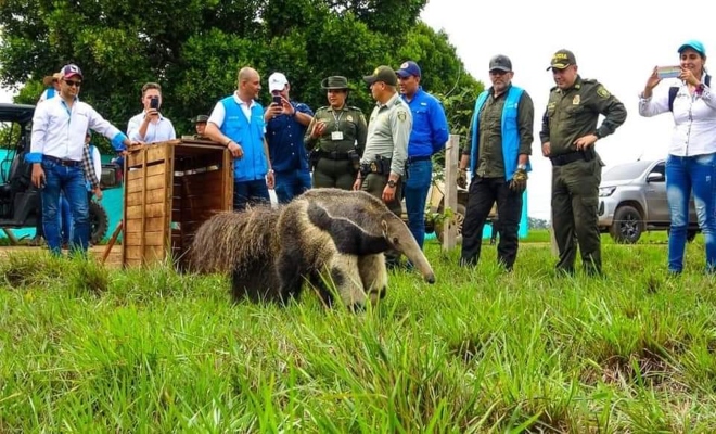 Gran jornada de liberación de fauna silvestre 