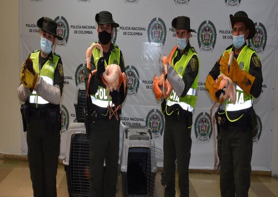 Recuperación de cuatro flamencos y un mono aullador.