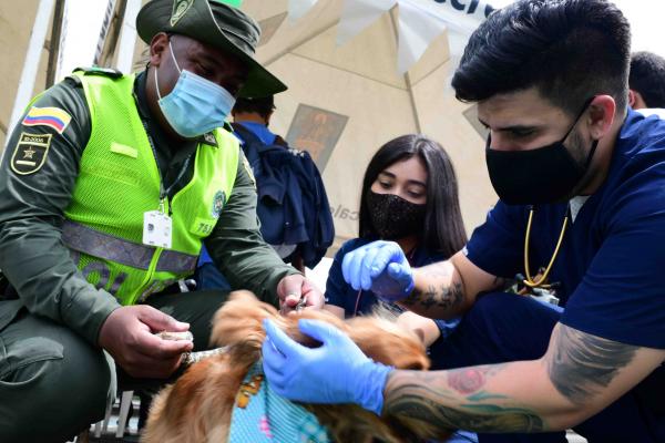 Policías en Medellín ayudan a caninos