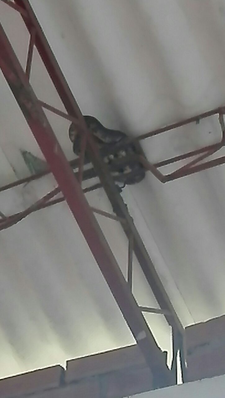 serpiente-en-colegio