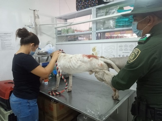 Policía ayudando un perro